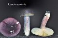 Russula sardonia-amf1736